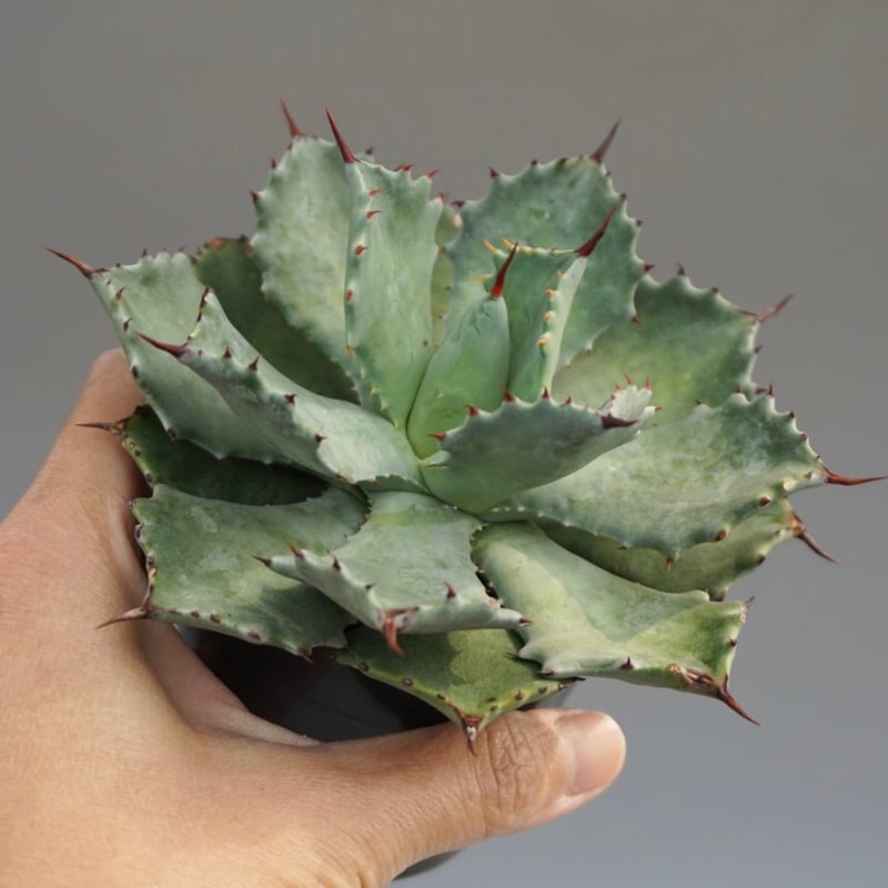 アガベ　イシスメンシス　大株 Royal agave産＞アガベ・イシスメンシス （小株）-007｜ agave