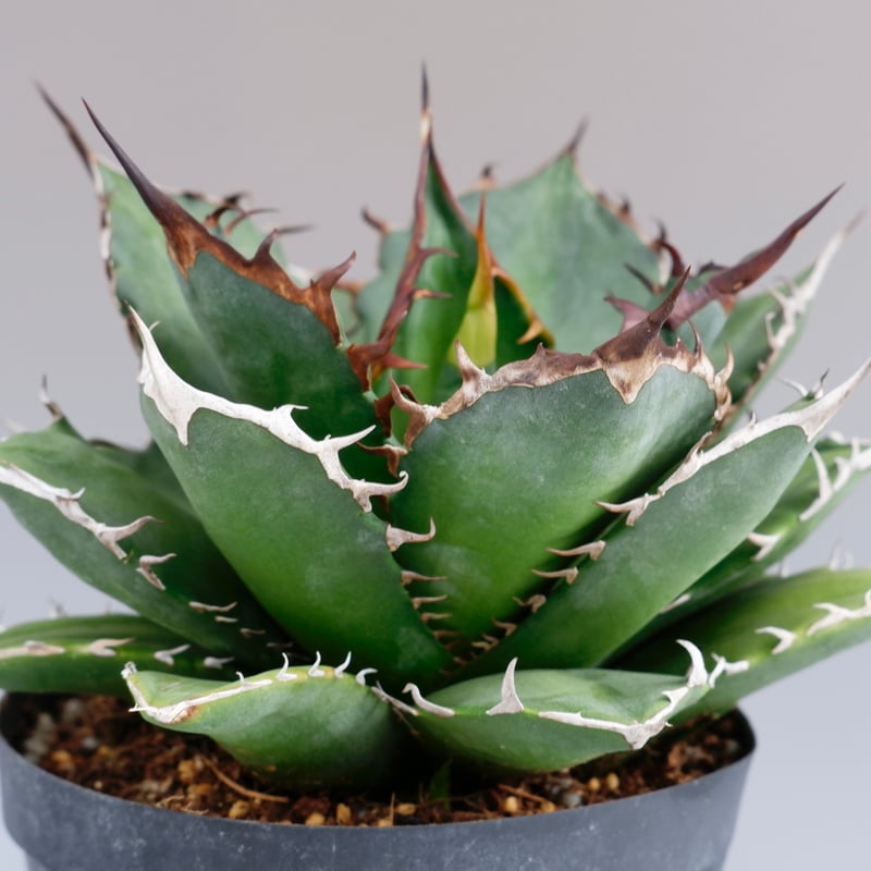 アガベ ノーネーム Agave no name | Sunny Branch