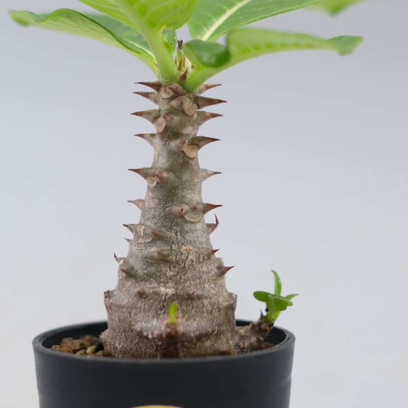 パキポディウム ウィンゾリー 実生株 030 Pachypodium windsorii |