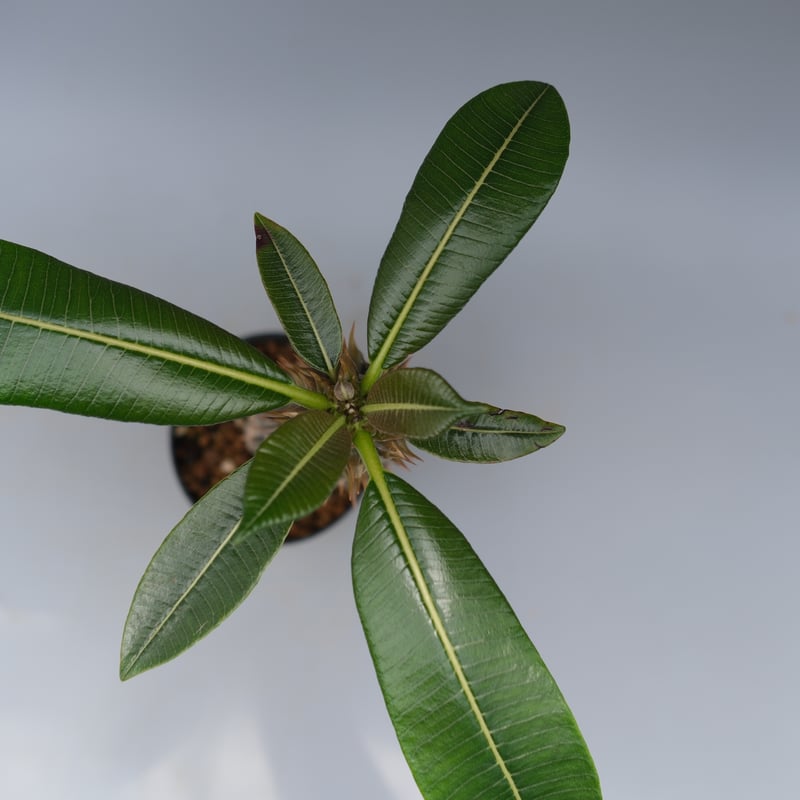 パキポディウム バロニー実生株035 Pachypodium baronii | Sunny
