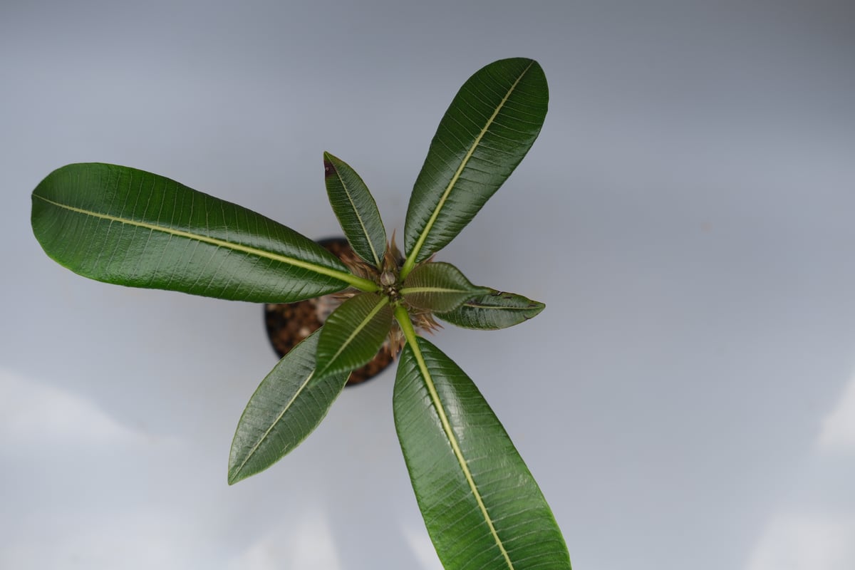 パキポディウム バロニー実生株035 Pachypodium baronii | Sunny
