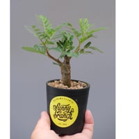 パキポディウム カクチペス 実生株 014 Pachypodium cactipes | Su