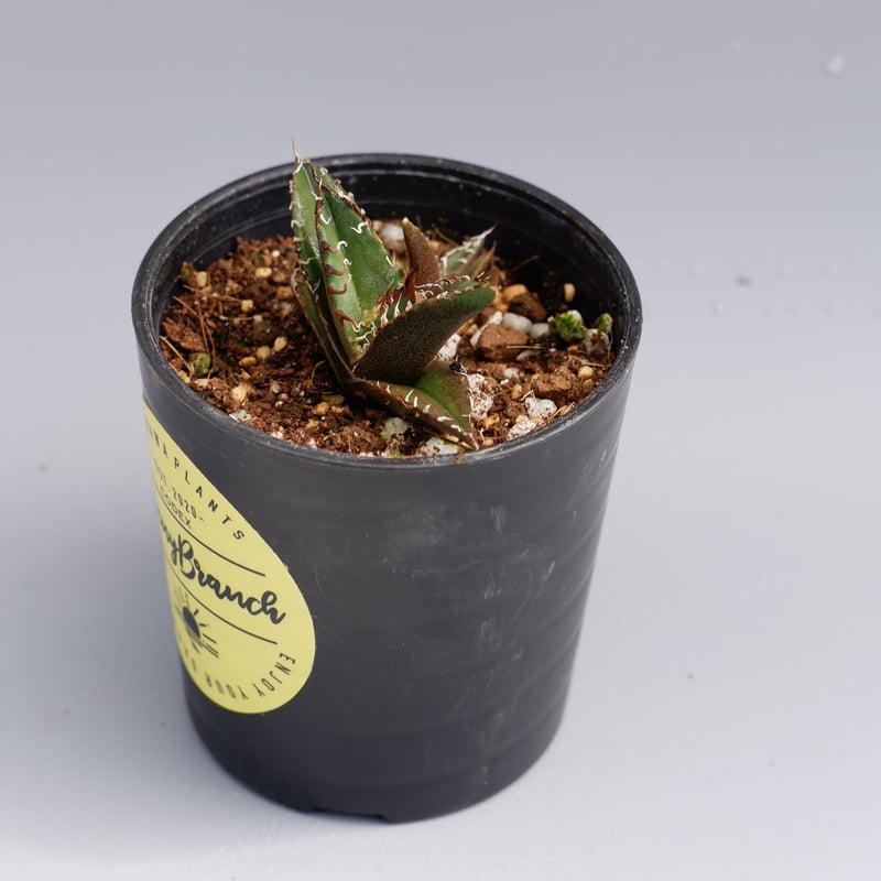アガベ チタノタ シーザー 2株入り Agave titanota caesar 022 |