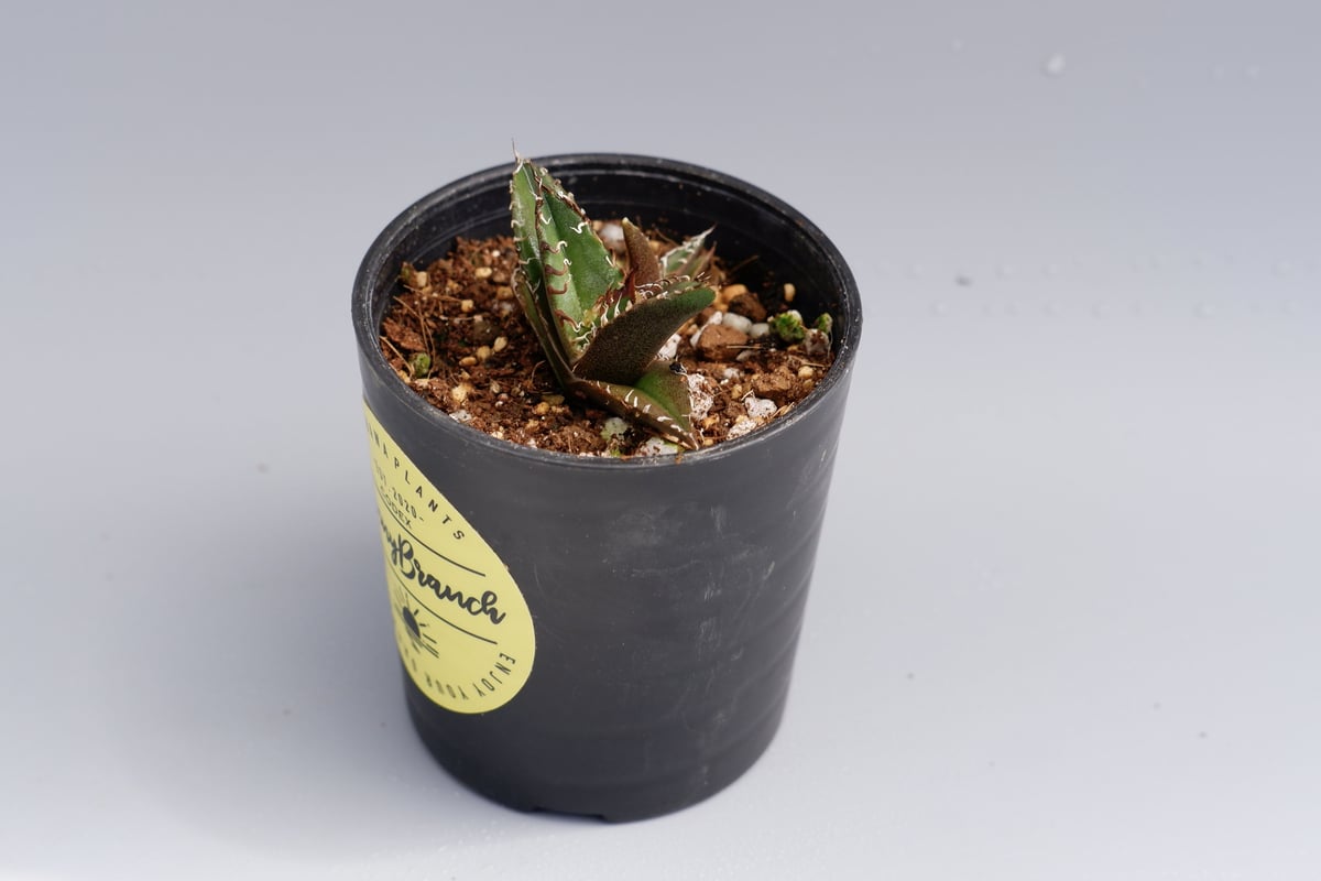 アガベ チタノタ シーザー 2株入り Agave titanota caesar 022 |