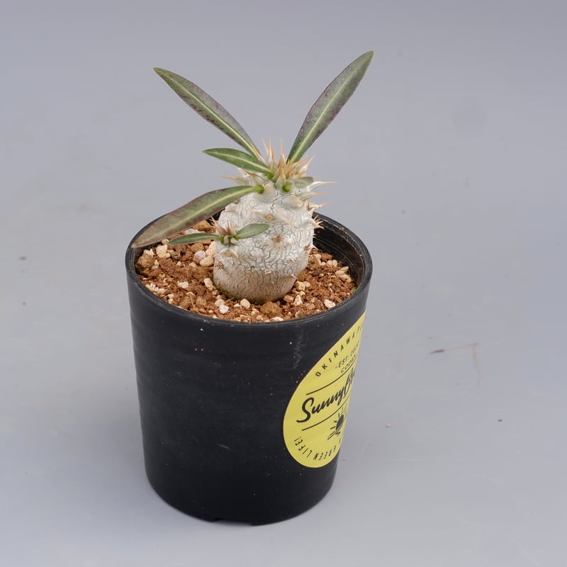 パキポディウム ホロンベンセ 実生株 002 Pachypodium horombense |