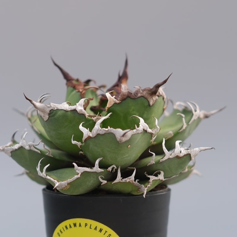 アガベ チタノタ シーザー Agave titanota caesar 194 | Sunny