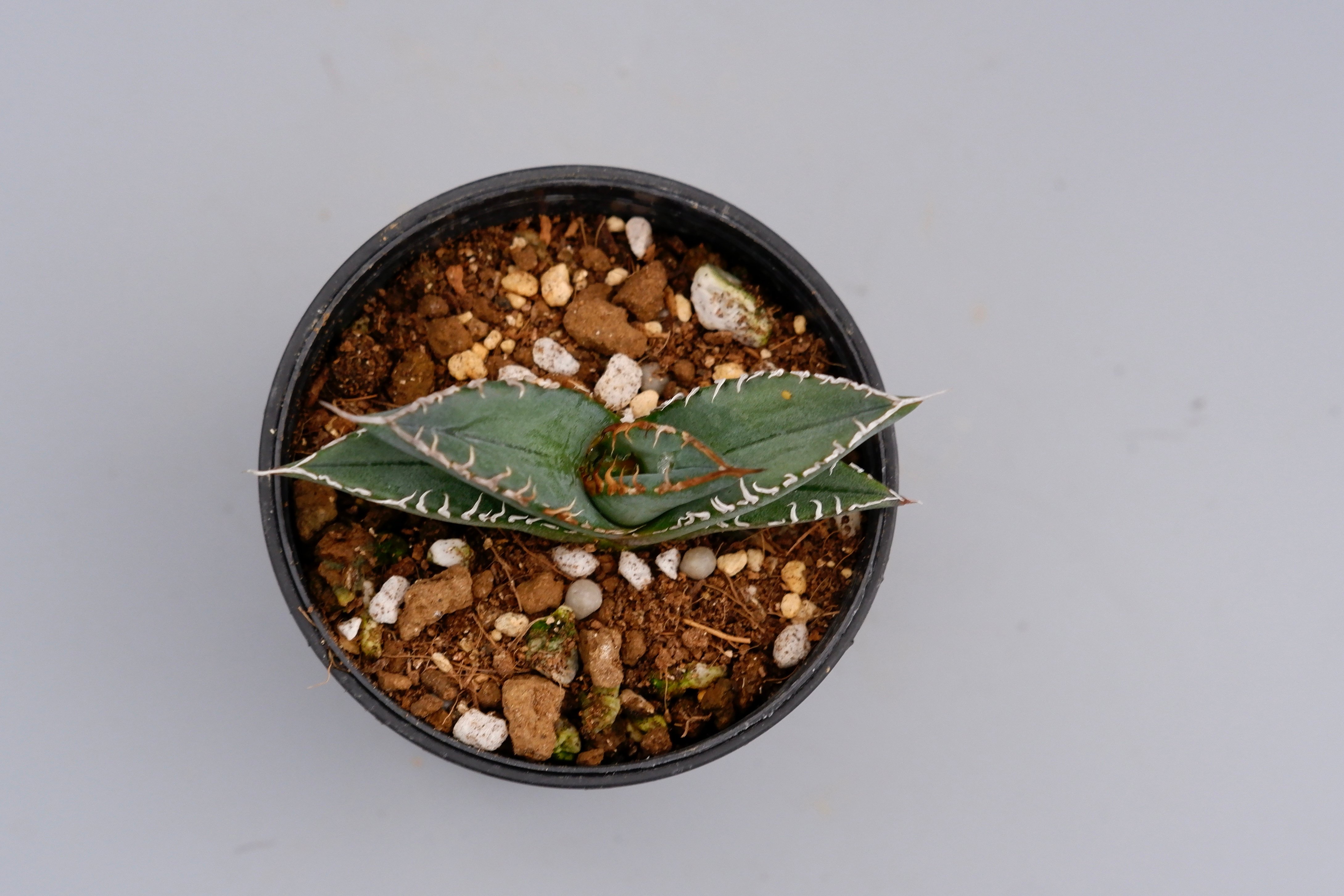 アガベ オテロイ 実生株 Agave oteroi seeding 064 | Sunny