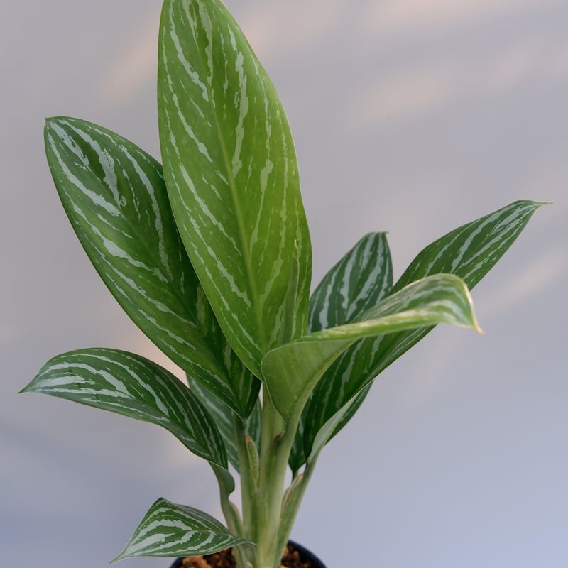 激レア　アグラオネマ　Aglaonema ゾリナ Zorina 激レア アグラオネマ Aglaonema ゾリナ Zorina アグラオネマ