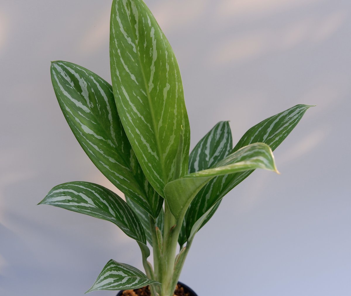 アグラオネマ リリアン Aglaonema 002 | Sunny Branch