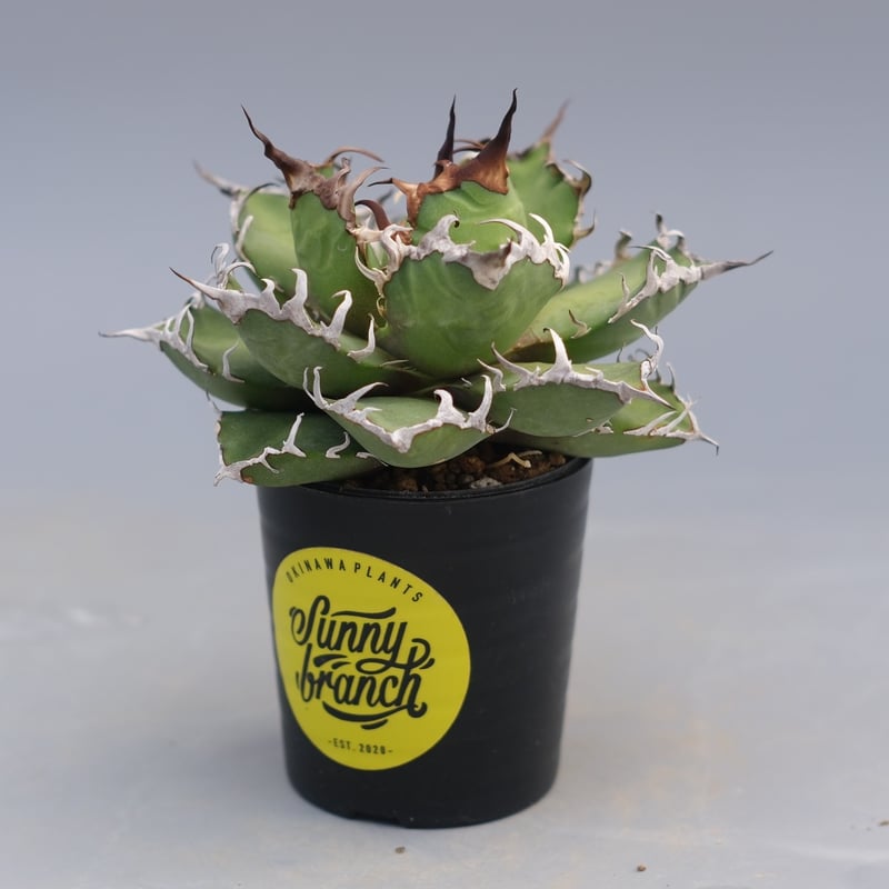 アガベ チタノタ シーザー Agave titanota caesar 196 | Sunny
