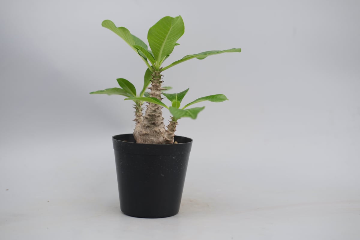 パキポディウム ウィンゾリー 実生株 063 Pachypodium windsorii |