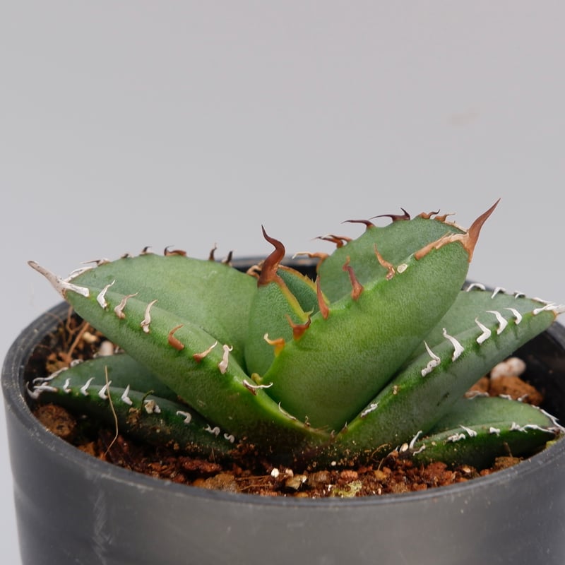 アガベ オテロイ 実生株 Agave oteroi seeding 100 | Sunny