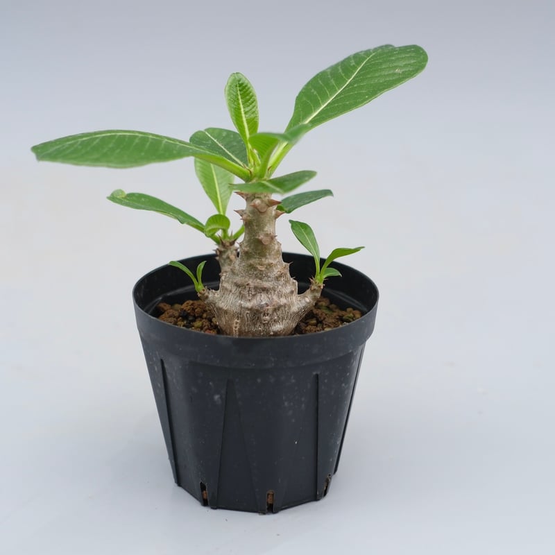 EMP パキポディウム ウィンゾリー 実生 / Pa140 パキポディウム ウィンゾリー 実生株 040 Pachypodium windsorii |