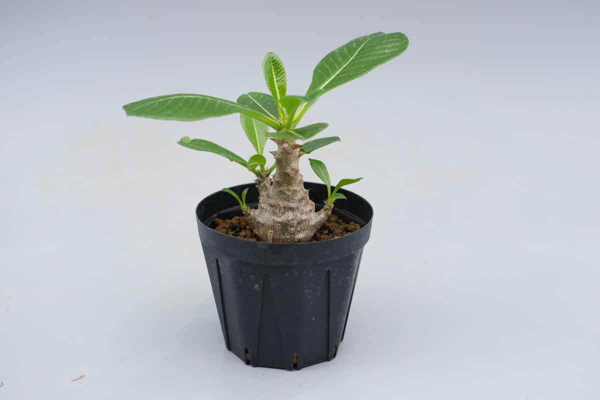 パキポディウムウィンゾリー 国内実生株 パキポディウム ウィンゾリー 実生株 040 Pachypodium windsorii |