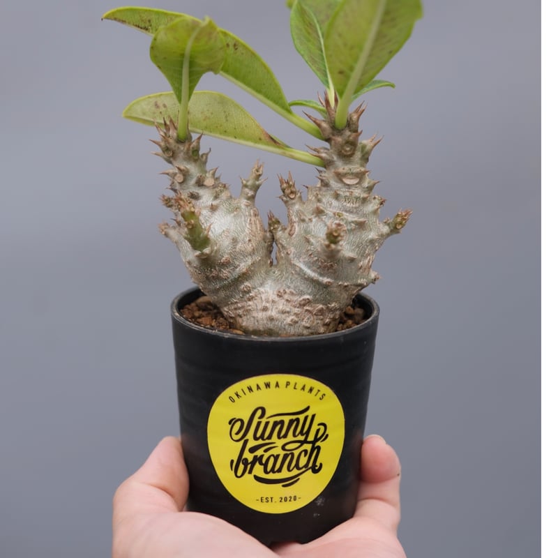 パキポディウム ウィンゾリー 実生株 117 Pachypodium windsorii |