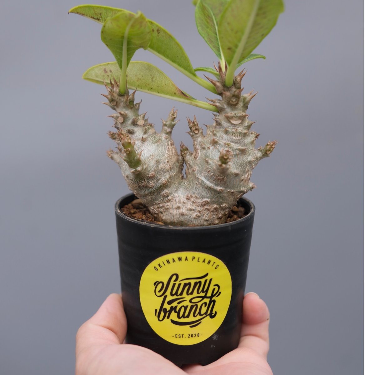 パキポディウム ウィンゾリー 実生株 117 Pachypodium windsorii |