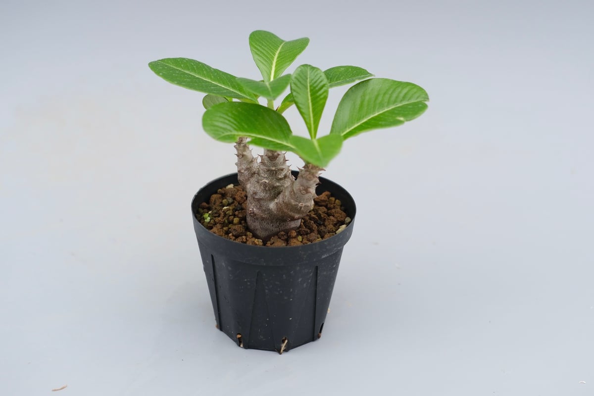 国内実生株　パキポディウム ウィンゾリー　② パキポディウム：ウィンゾリー（実生） 4号鉢植え23-02 の通販