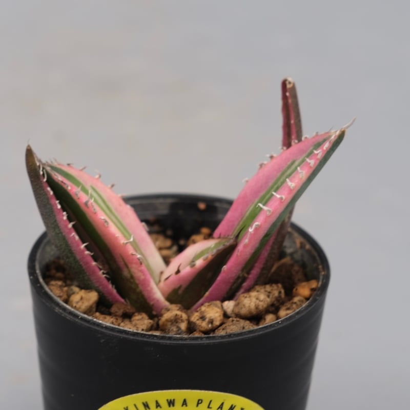 アガベ チタノタ スナグルトゥース Agave titanota Snaggle Tooth