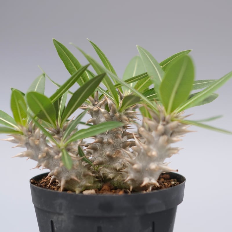 ★*★様 パキポディウム ロスラーツム 実生8年目株 パキポディウム ロスラーツム 実生株 011 Pachypodium rosulatum