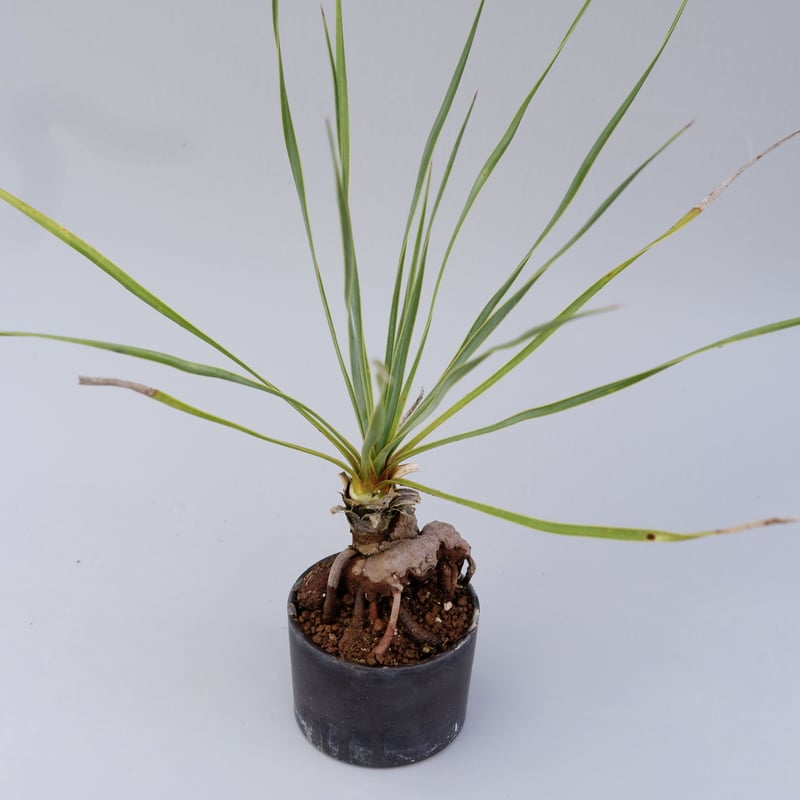 ユッカ ロストラータ 001【幹立ち】 Yucca Rostrata | Sunny Branch