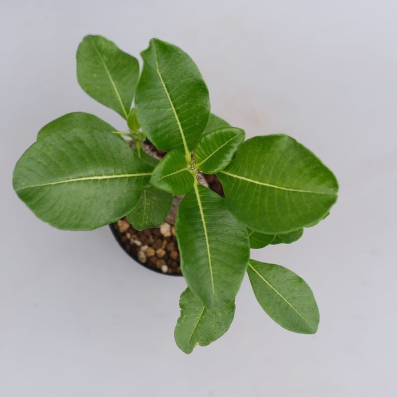 パキポディウム ウィンゾリー 実生株 063 Pachypodium windsorii |