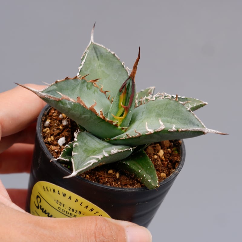 アガベ オテロイ 実生株 Agave oteroi seeding 086 | Sunny
