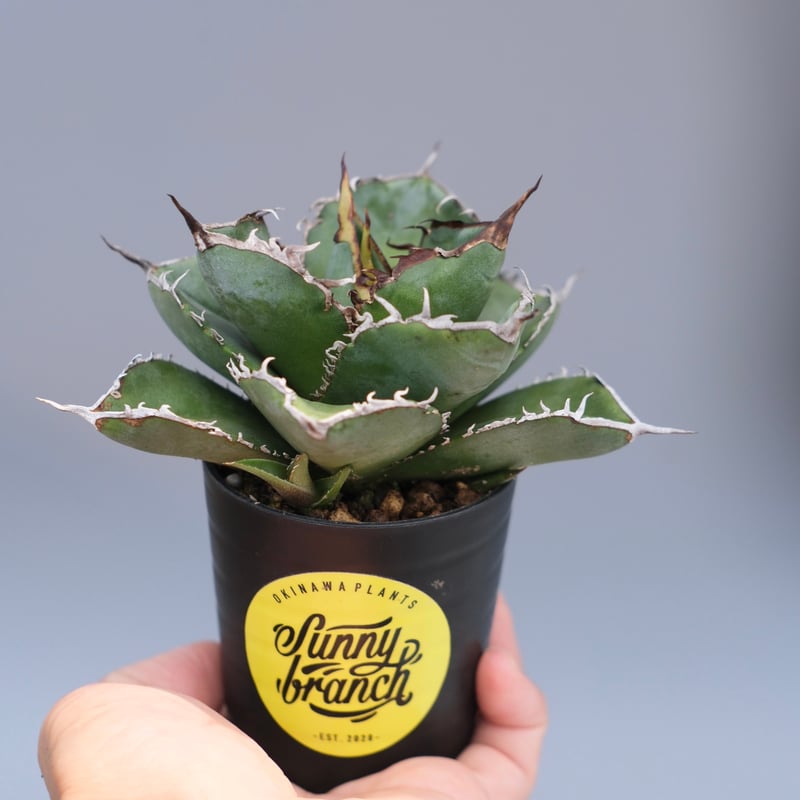 アガベ チタノタ 白鯨 Agave titanota white whale 227 | Su