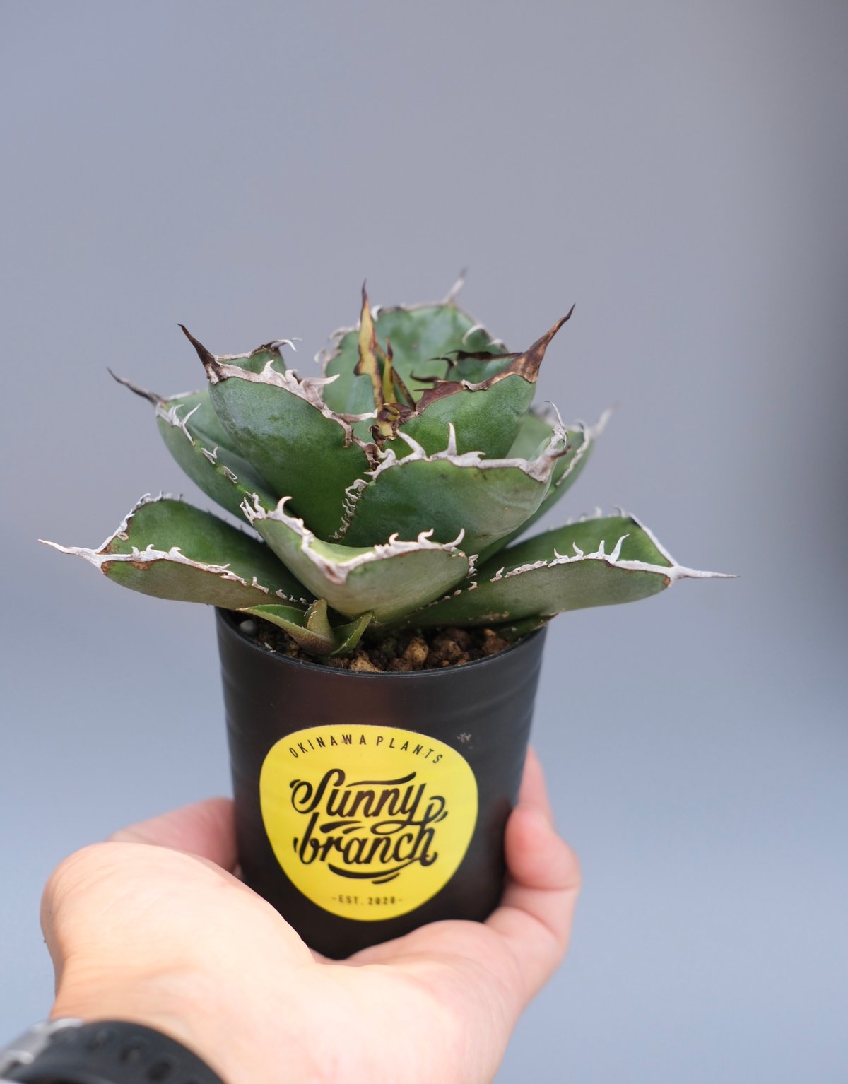 アガベ チタノタ 白鯨 Agave titanota white whale 227 | Su