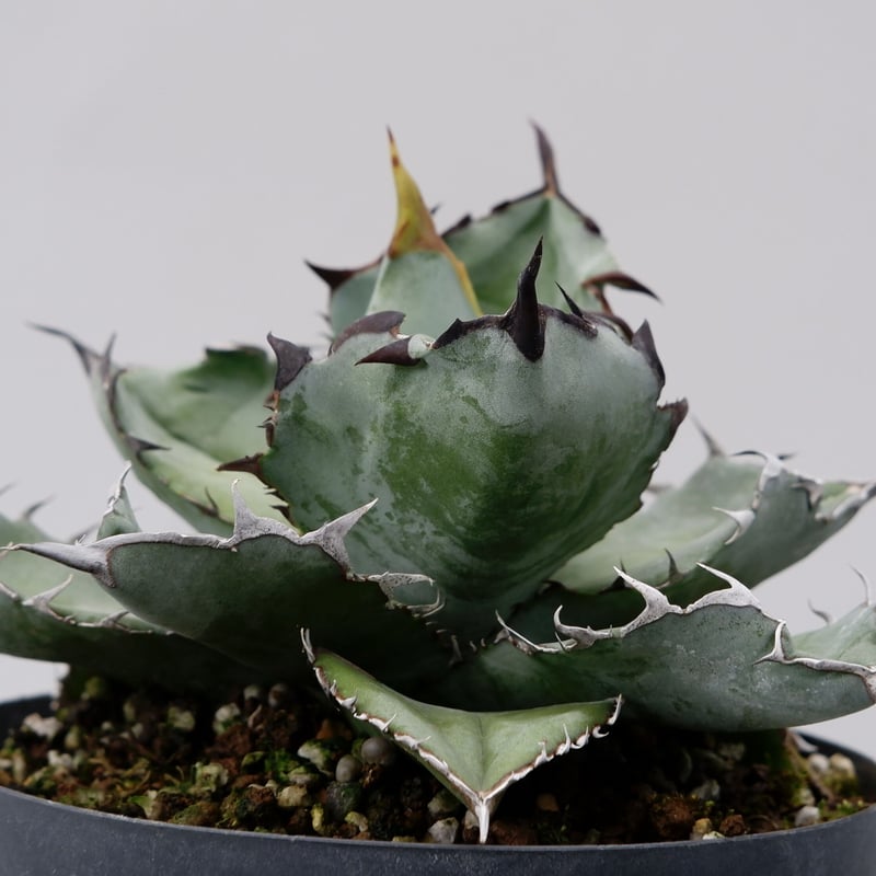 アガベ チタノタ アガベ チタノタ ブラックアンドブルー Agave titanota BB 032 | Sun