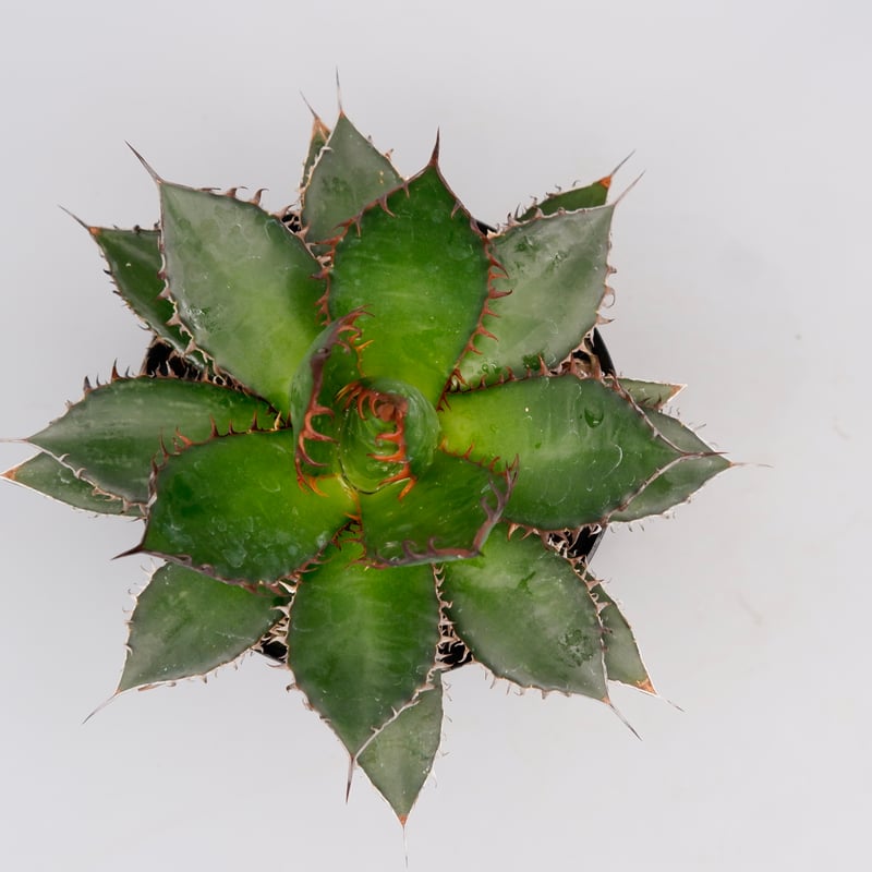 アガベ ホリダ 041 Agave horrida 強棘 | Sunny Branch