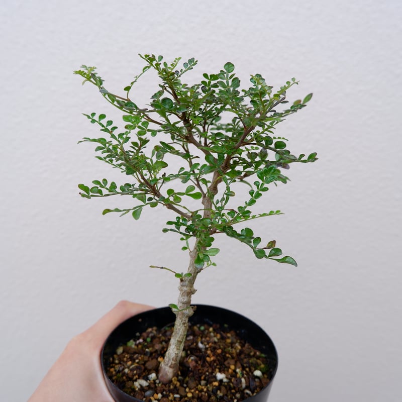 オペルクリカリア デカリー OP−002 | Sunny Branch