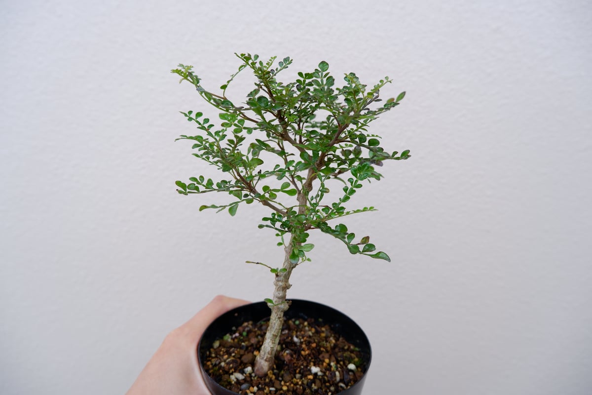 オペルクリカリア デカリー OP−002 | Sunny Branch