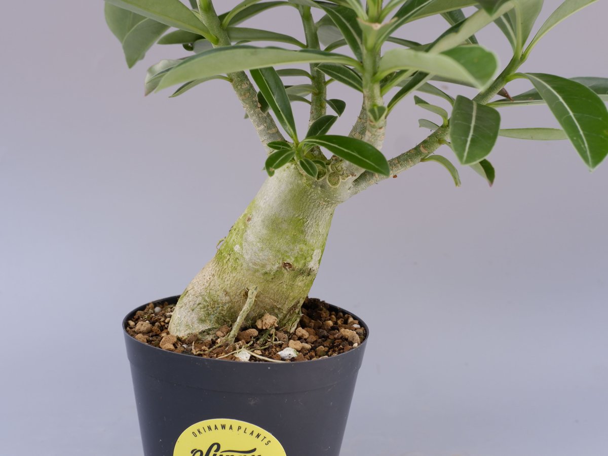 アデニウム ソマレンセ 実生株 Adenium somalense 006 | Sunny B アデニウム ソマレンセ 実生株 Adenium somalense 006 | Sunny B