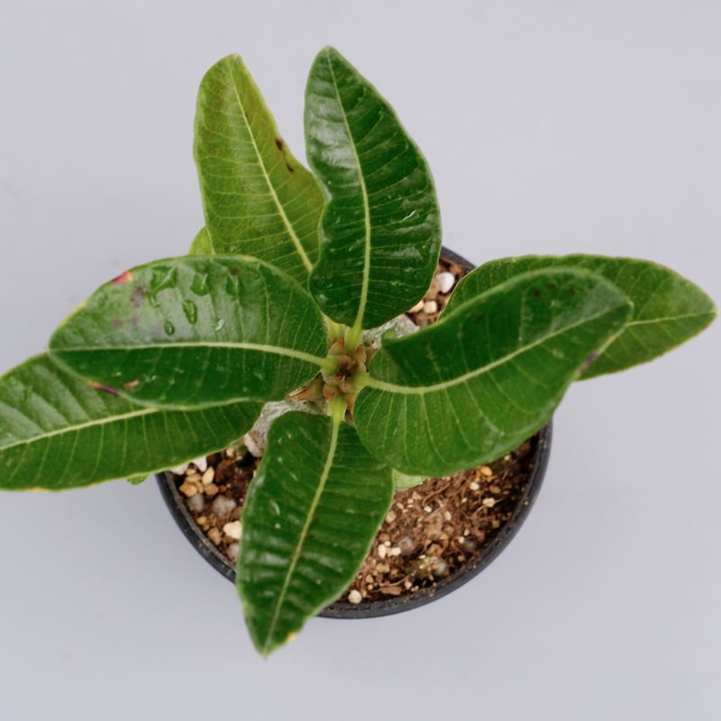 パキポディウム ウィンゾリー 実生株 018 Pachypodium windsorii |