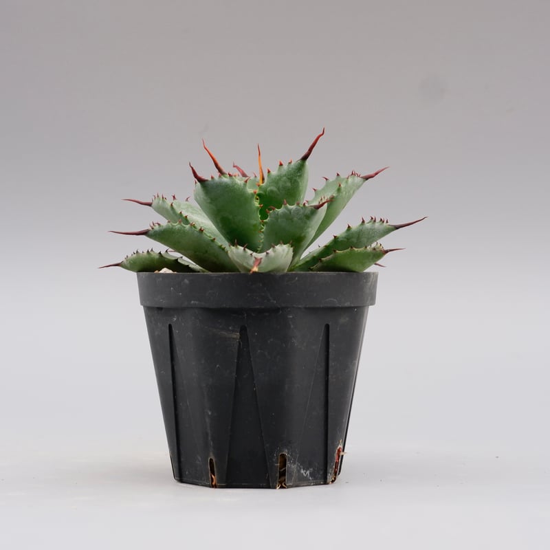 曲刺八雷（八荒殿×雷神 Agave macroacantha × potatorum）八荒雷神