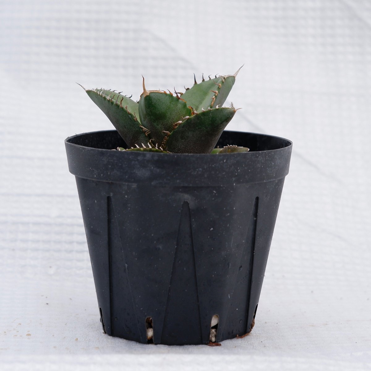 アガベ オテロイ 実生株 Agave oteroi seeding 019 | Sunny