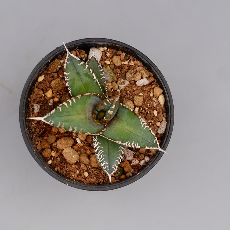 アガベ オテロイ 実生株 Agave oteroi seeding 092 | Sunny