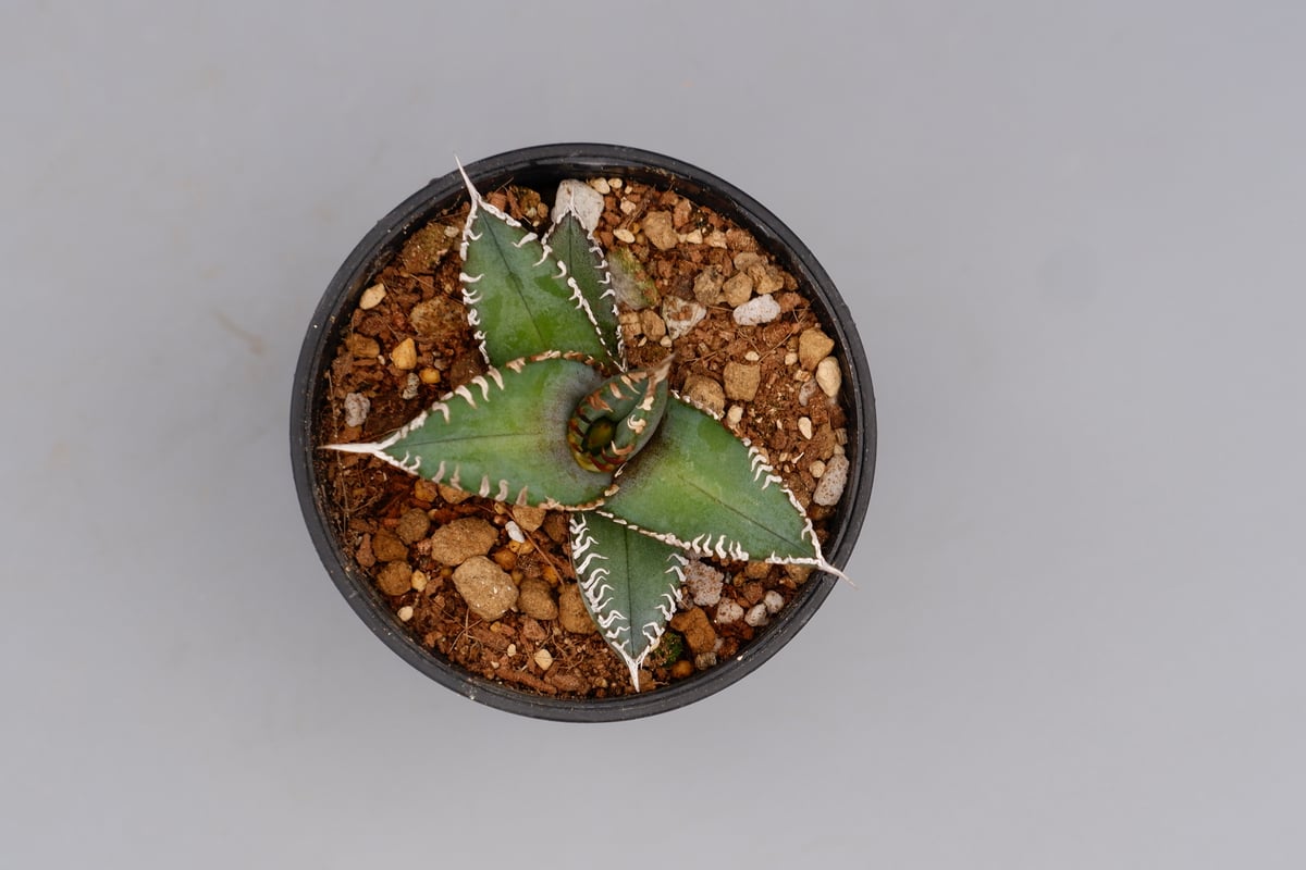 アガベ オテロイ 実生株 Agave oteroi seeding 092 | Sunny