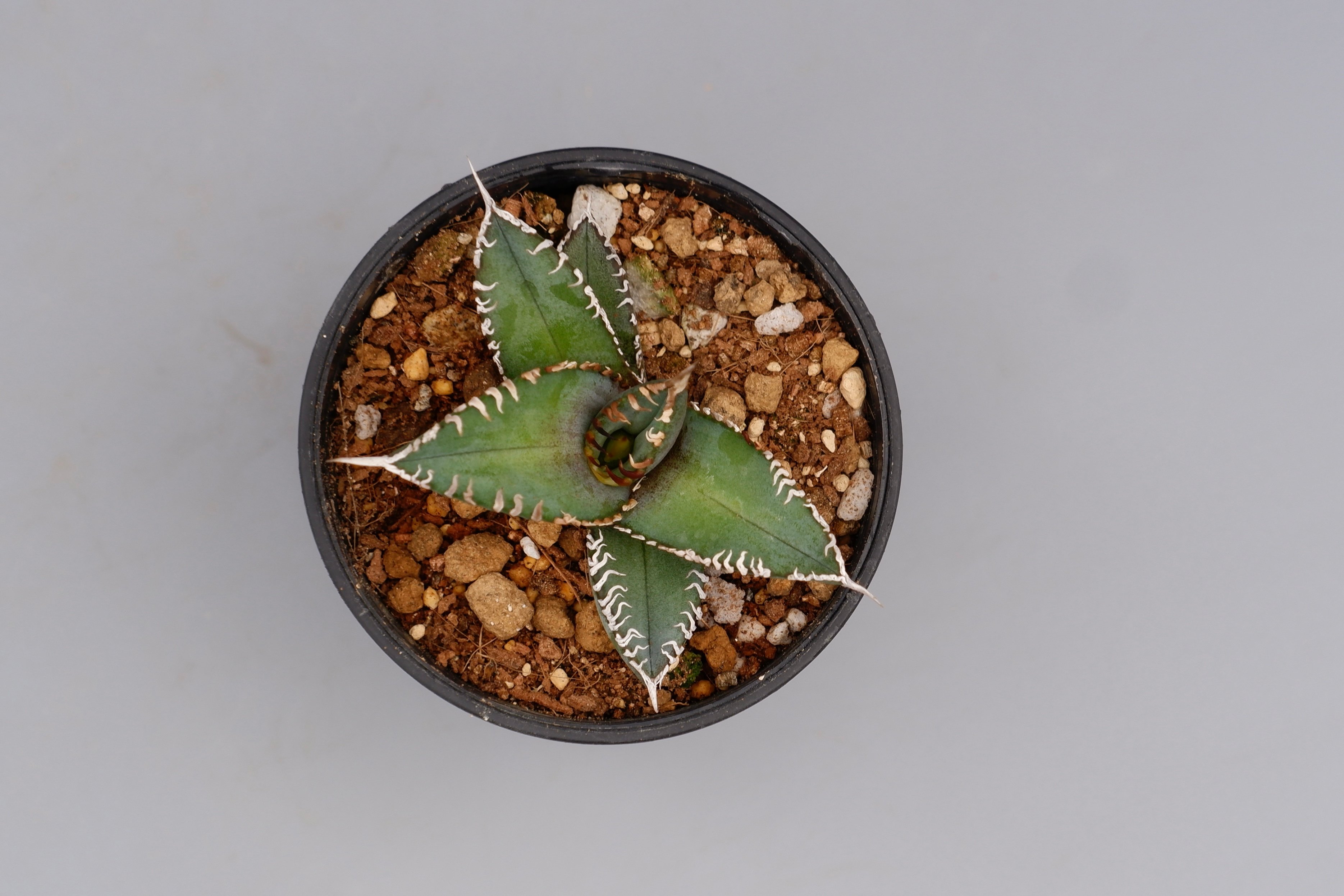 アガベ オテロイ 実生株 Agave oteroi seeding 092 | Sunny
