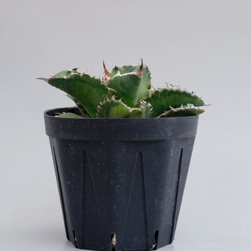 アガベ チタノタ ソーラーエクリプス 夕映 agave titanota Solar ecli