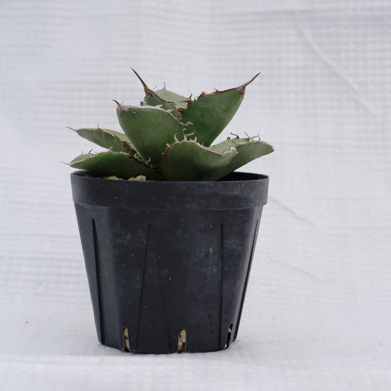【親株】実生オテロイ from Europa アガベ オテロイ 実生株 Agave oteroi seeding 050 | Sunny