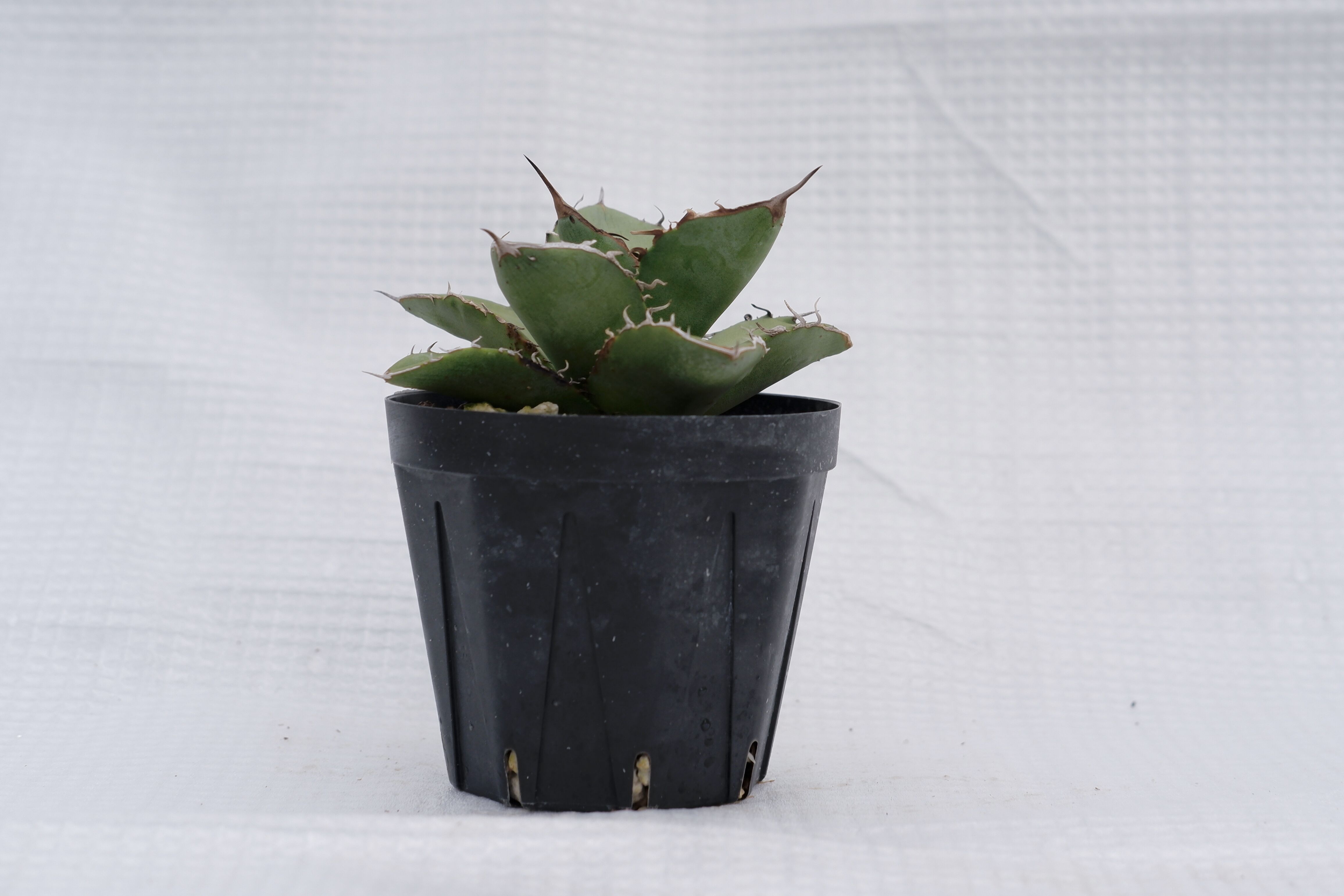 アガベ オテロイ 実生株 Agave oteroi seeding 018 | Sunny