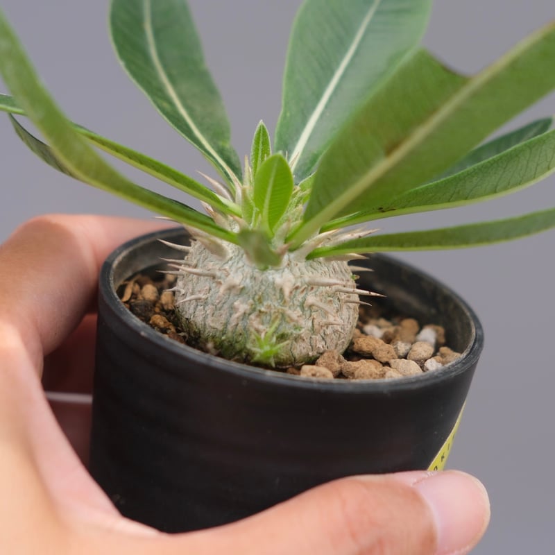 ☺︎ ウィンゾリーとエニグマチカム パキポディウム エニグマチカム 実生株 Pachypodium enigmaticum 010