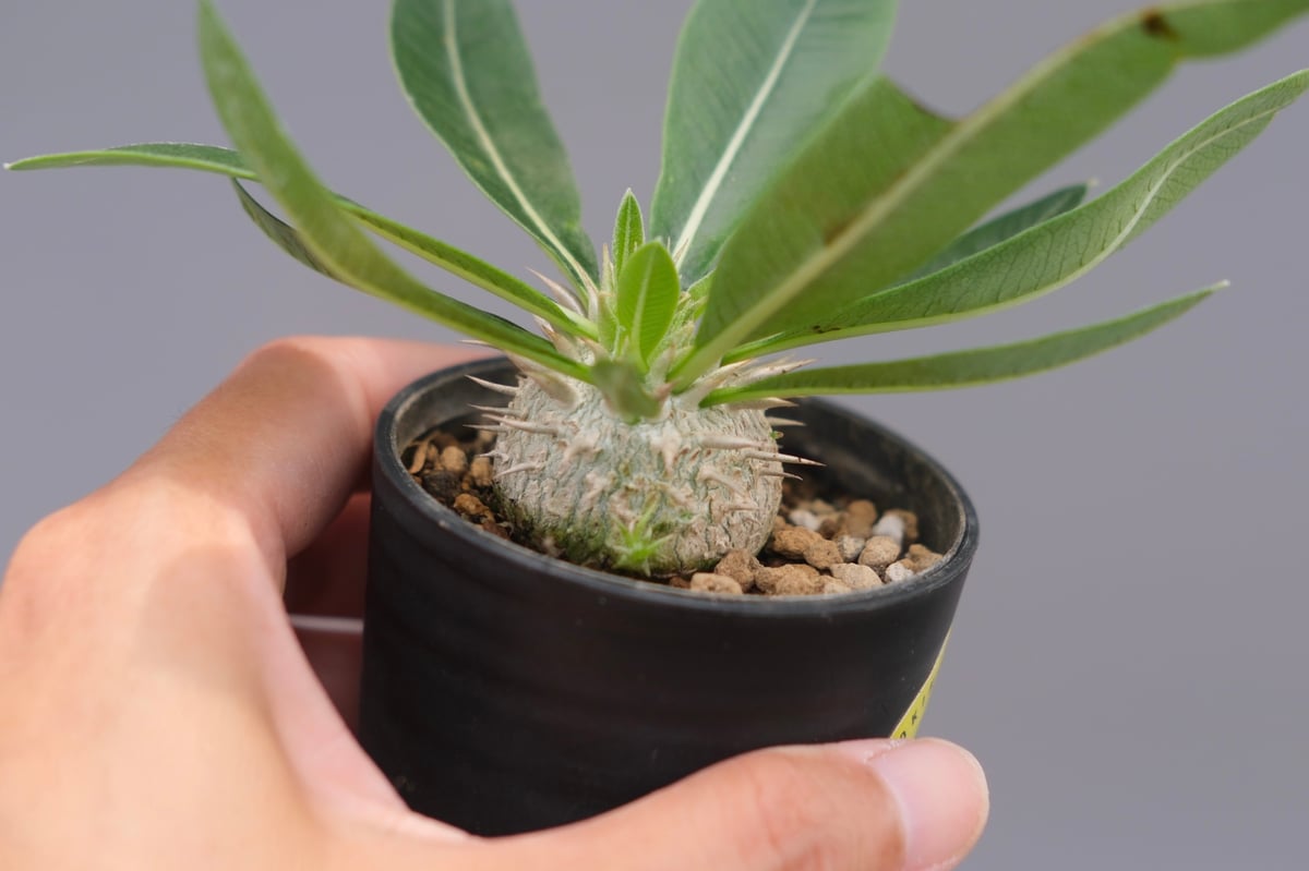 ■レア種 現地株 Pachypodium enigmaticum. パキポディウム・エニグマチカム Pachypodium enigmaticum 実生