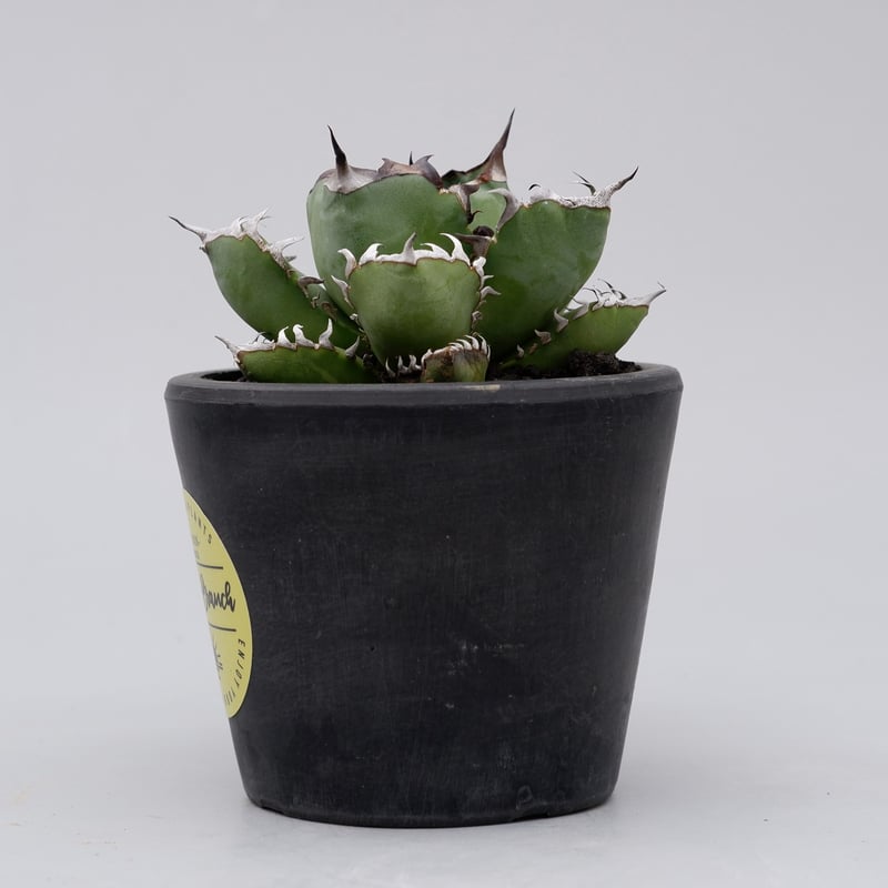 アガベ チタノタ 黒鯨 014 Agave titanota black whale | S アガベ チタノタ 黒鯨 014 Agave titanota black whale | S