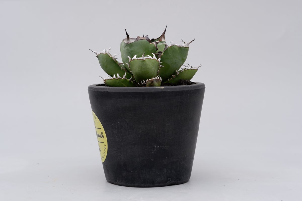 アガベ チタノタ 黒鯨 014 Agave titanota black whale | S