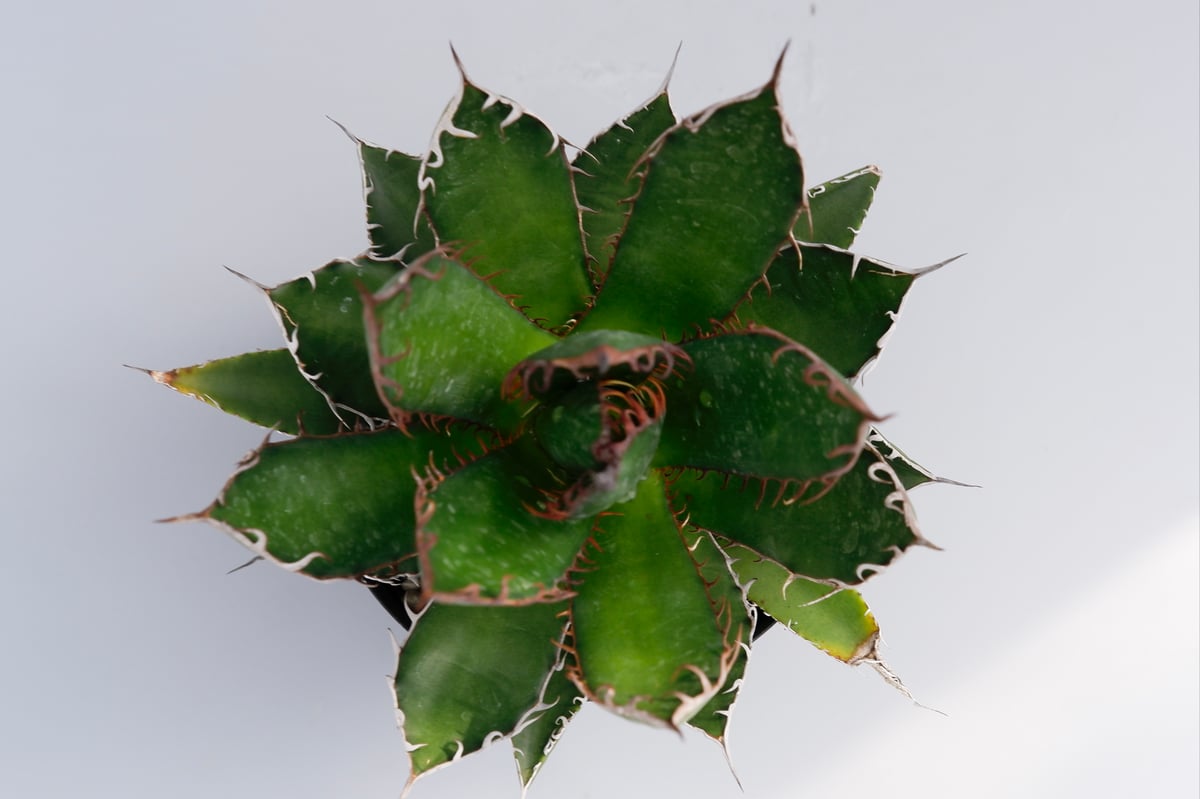 アガベ ホリダ 強棘 アガベ ホリダ 032 Agave horrida 強棘 | Sunny Branch