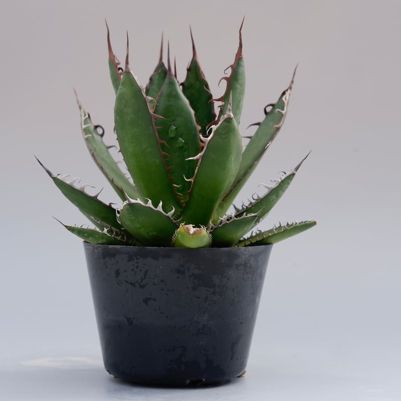 アガベ ホリダ 032 Agave horrida 強棘 | Sunny Branch