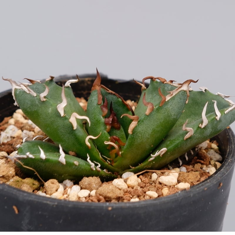 アガベ オテロイ 実生株 Agave oteroi seeding 087 | Sunny アガベ オテロイ 実生株 Agave oteroi seeding 087 | Sunny