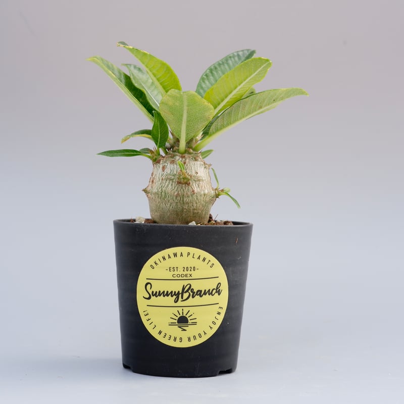 パキポディウム ウィンゾリー 実生株 013 Pachypodium windsorii